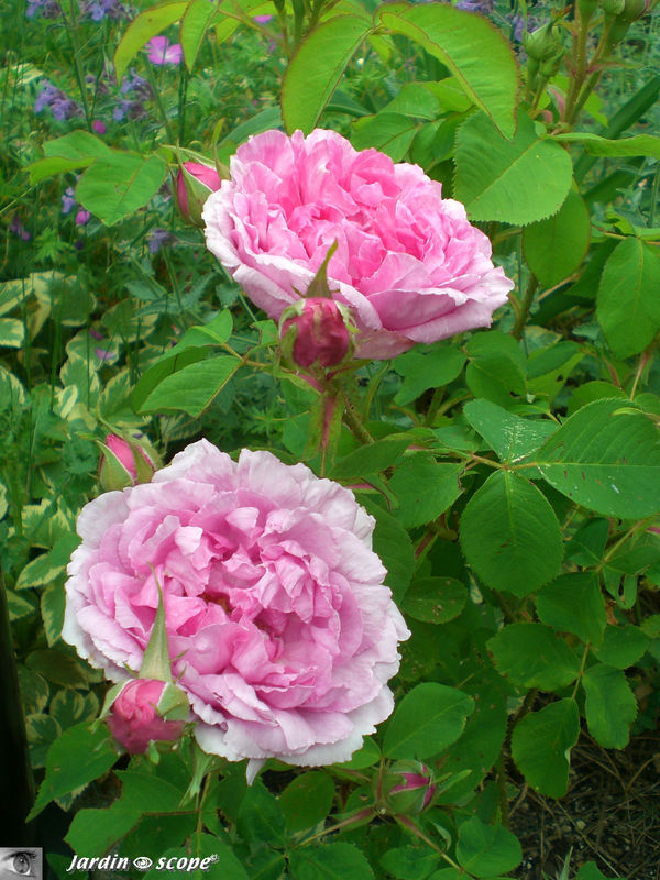 Rosier 'Comte de Chambord'