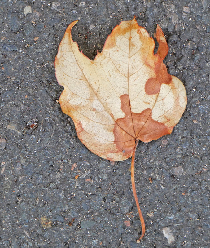Feuille morte danse 160723