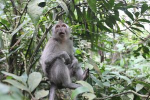 Ubud - Monkey forest (70)