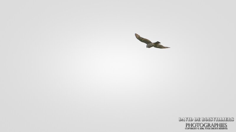 Épervier d'Europe (Accipiter nisus - Eurasian Sparrowhawk)