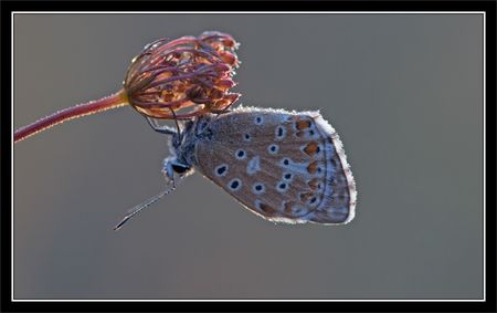 Torfou_papill_azure_plante_rouge_contrejour_matin_290810