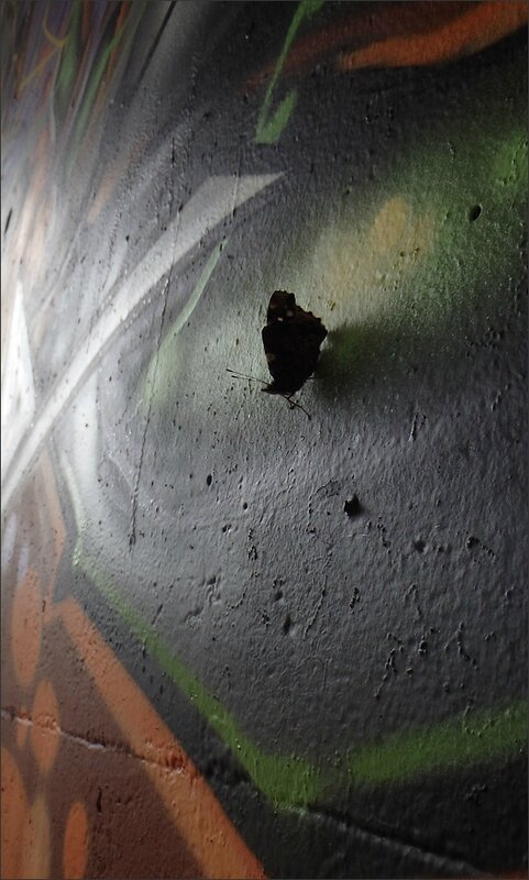 papill graffiti 5
