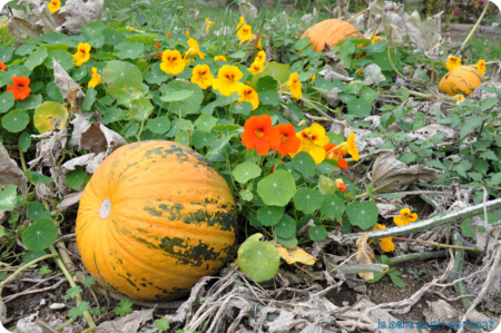Courge H2