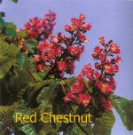 Red chestnut