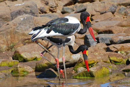 Jabirus_du_S_n_gal_m_le_et_femelle__parc_Kruger__Afrique_du_Sud