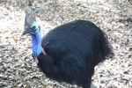 Cairns_Tropical_Zoo__23_