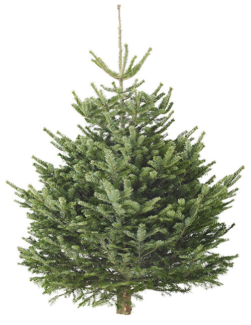 sapin_ikea