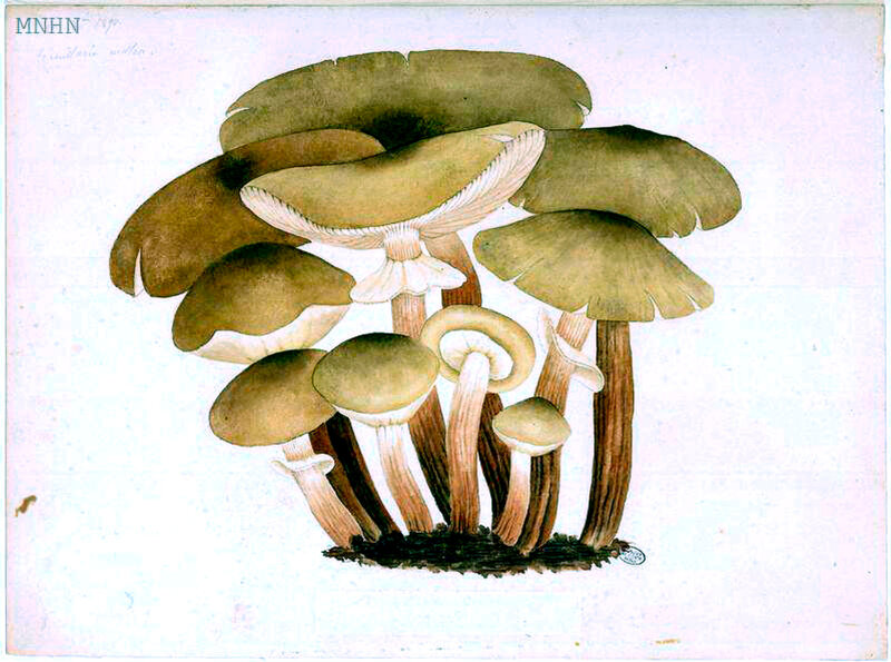 16 Armillaria mellea, 6 8bre 1890