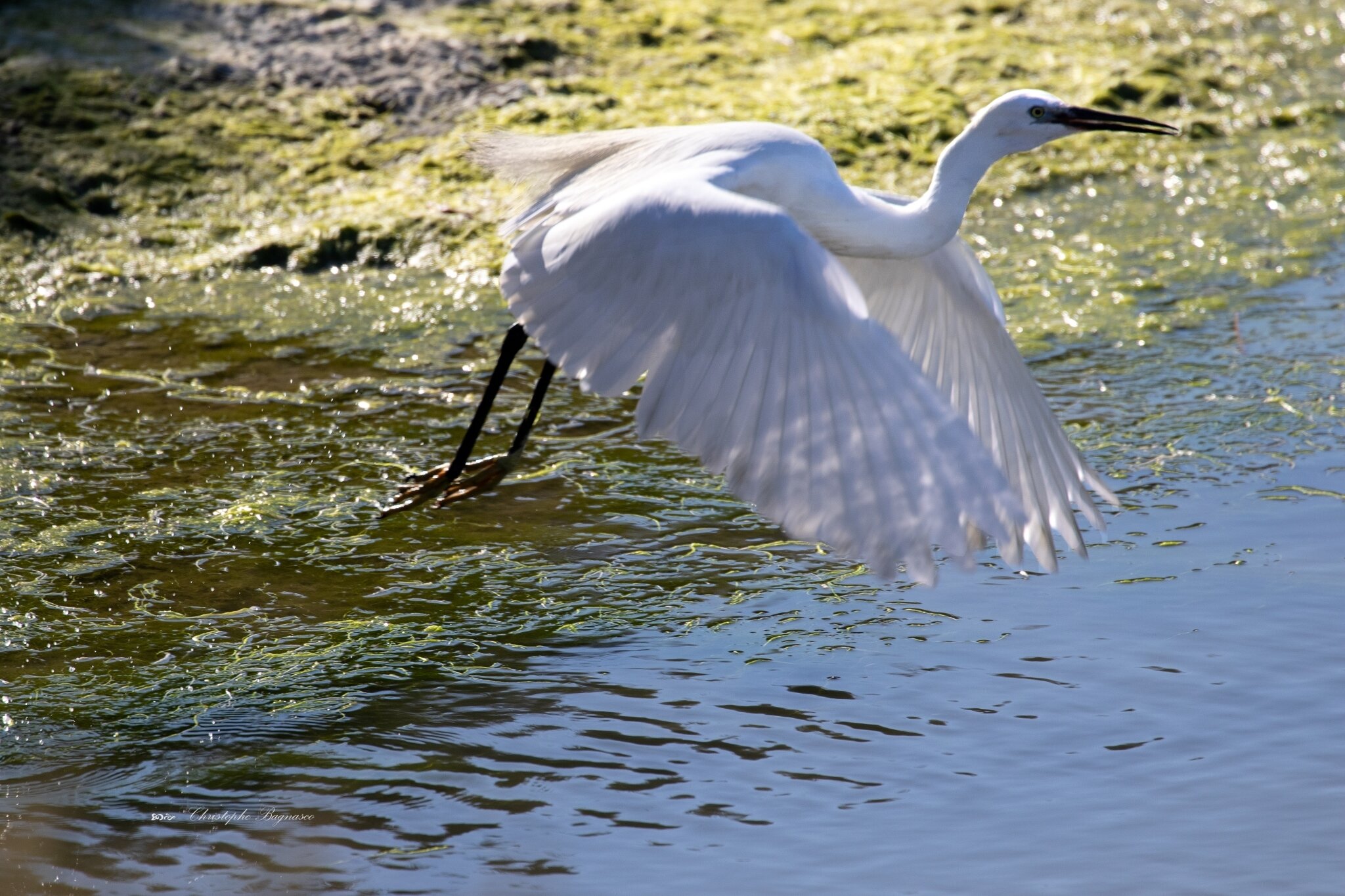 Deux ailes blanches survolent les flots