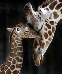 Résultat de recherche d'images pour "image de bebe girafe"