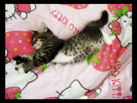 kitty_nap_by_otakitty
