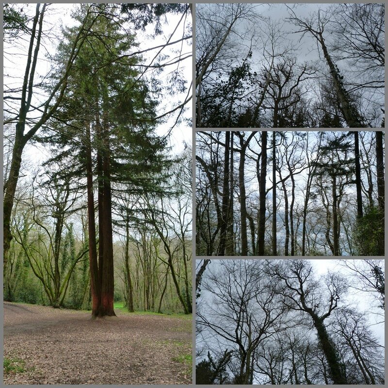 arbres parc de Beaupréau