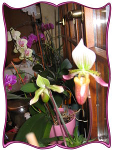 orchid_esen_fleurs