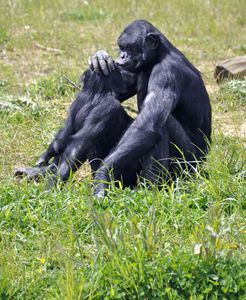 bonobos (3)