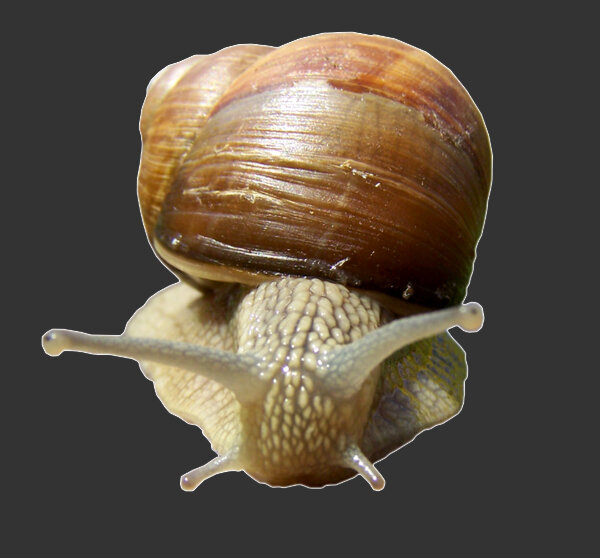 Escargot_61