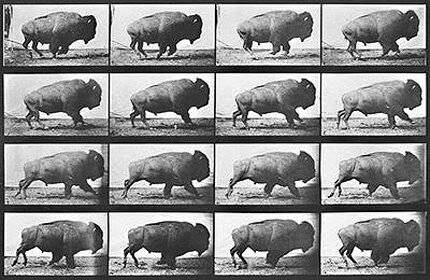 edward muybridge_buffalo