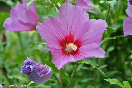 Hibiscus