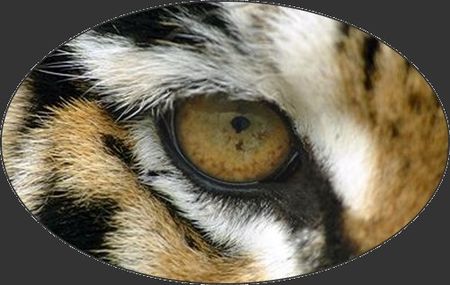 tigre_eye