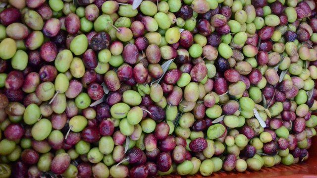 olives_023