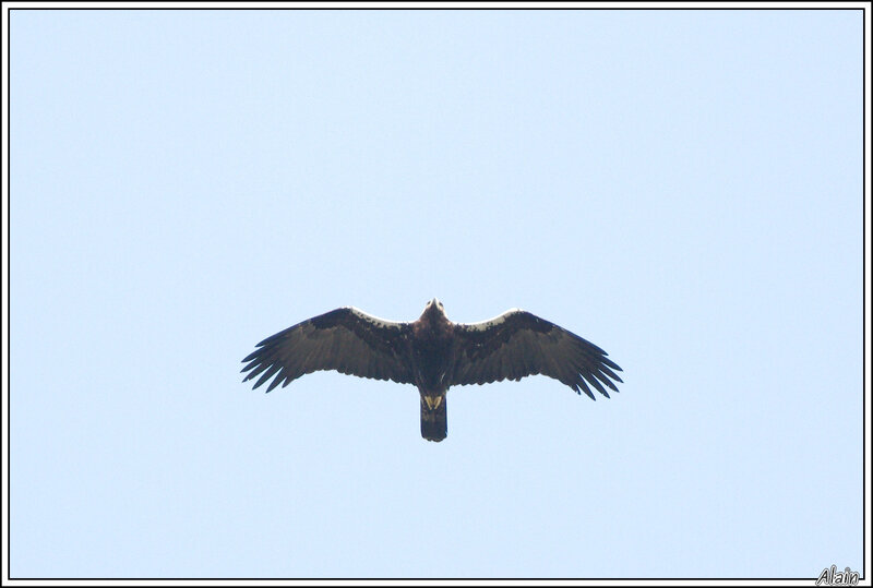 Aigle ibérique