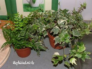 plantes