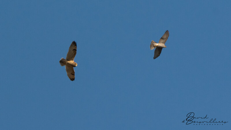 Hibou des marais Vs Epervier d'Europe