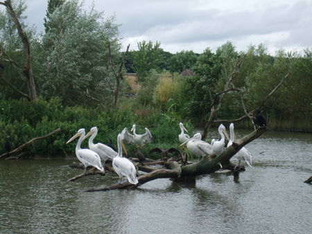 Parc_Animalier_de_Stez_Croix_12