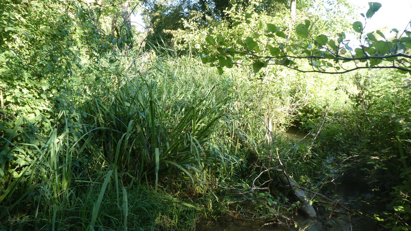 09 août 2022 sentier Moulin du Berceau (13)