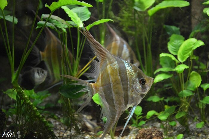 160131_aquarium_Allex_3