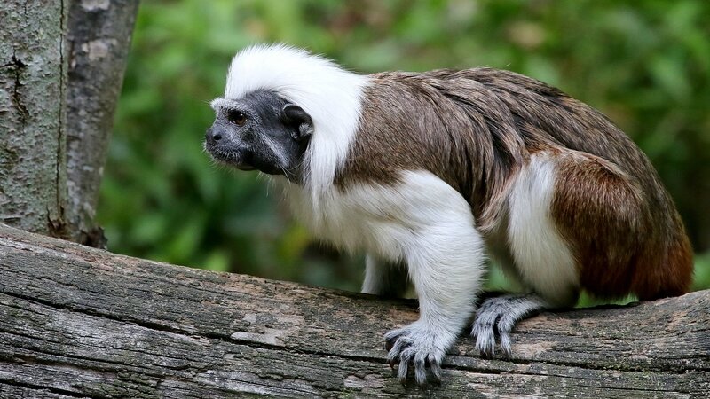 TAMARIN Pinche - Saguinus Oedipus 3