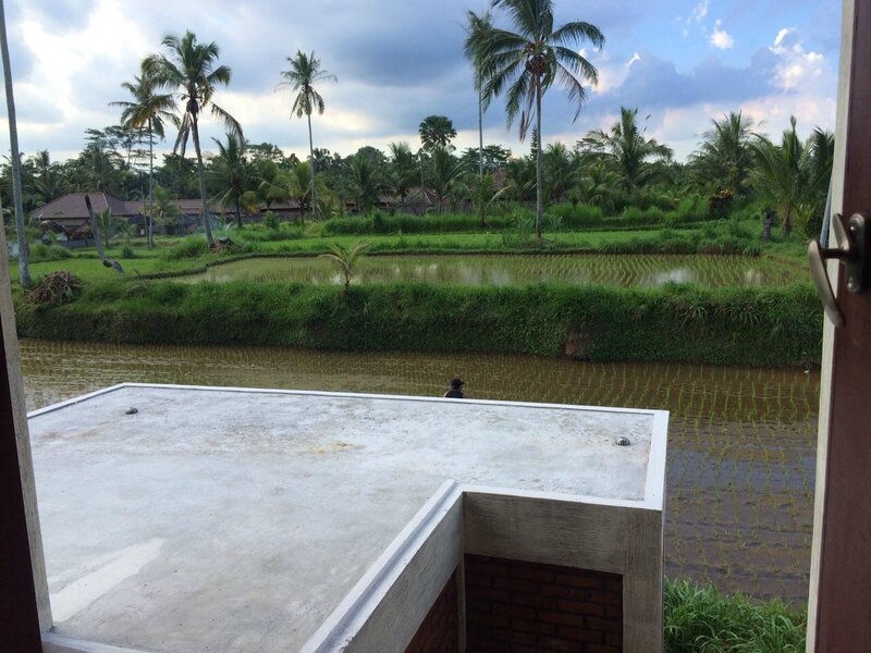 terrasse rizières