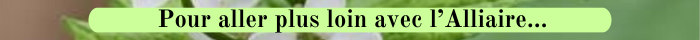 31 Pour aller plus loin avec l'Alliaire