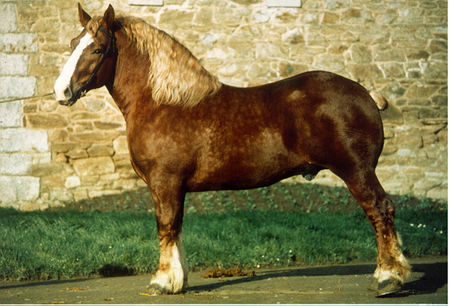 cheval_breton