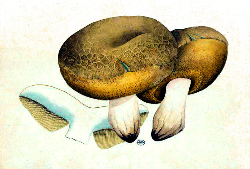 31 Boletus subtomentosus, 20 7bre 1890 pl 83