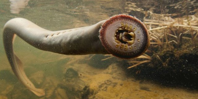 640px-Pacific_lamprey_facing_right