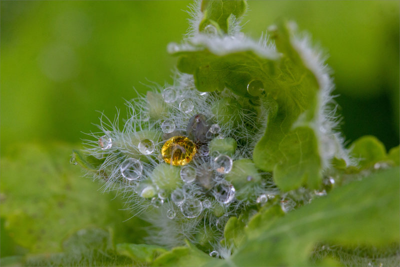 Goutte jaune plante 060422