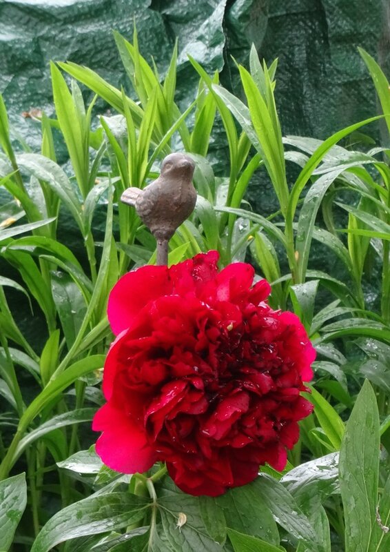 pivoine du petit banc