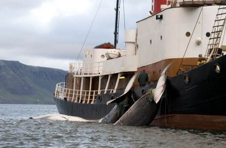 p_che_de_la_baleine