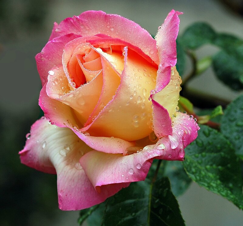 rose rose avec rosée