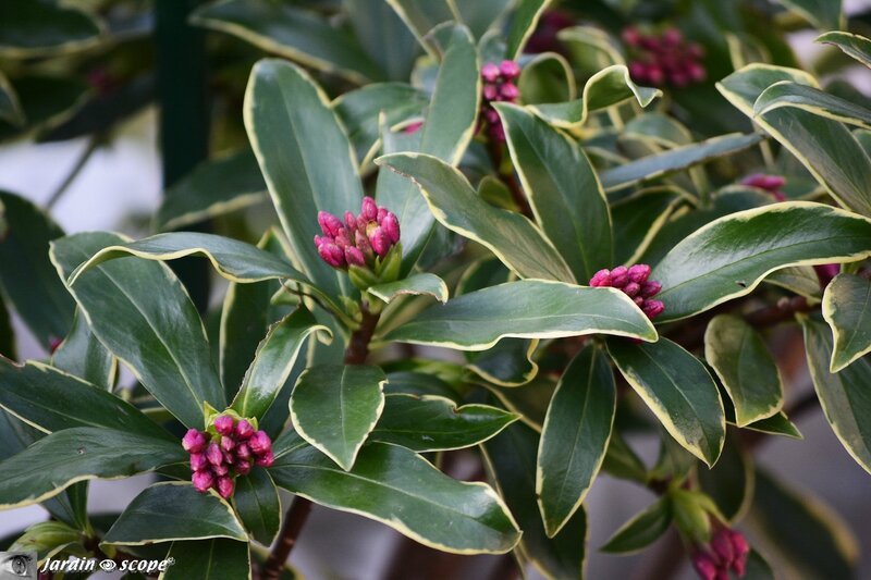 Daphne odora Aureomarginata