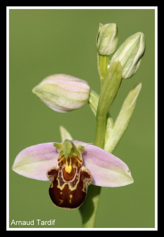 00831 Maison Année 2021 - Juin 2021 - Ophrys abeille - Pied 24