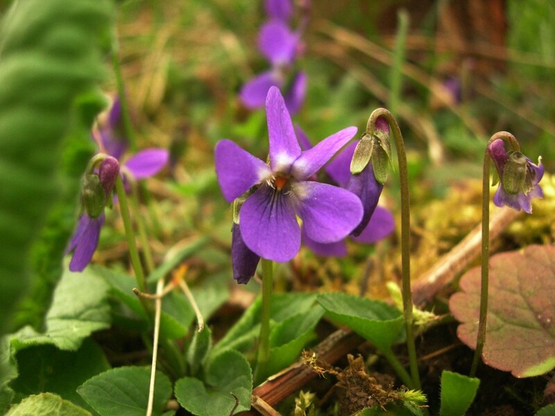 violette odorante