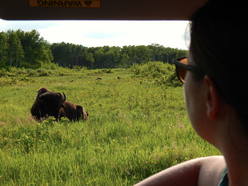 Manitoba_parc mont riding 5_bison