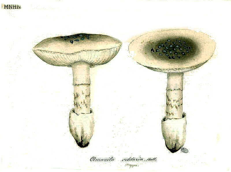 04 Amanita solitaria mappa thumb