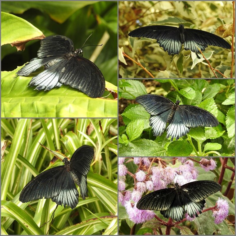 papillon exotique