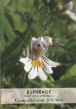 Euphraise