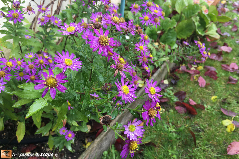 Aster-Enzo
