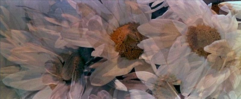 marguerites