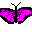 papillon_008