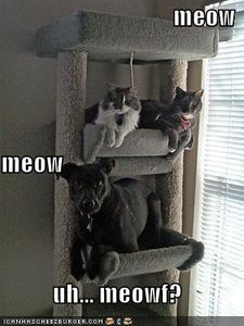 funny_pictures_cats_house_dog_2